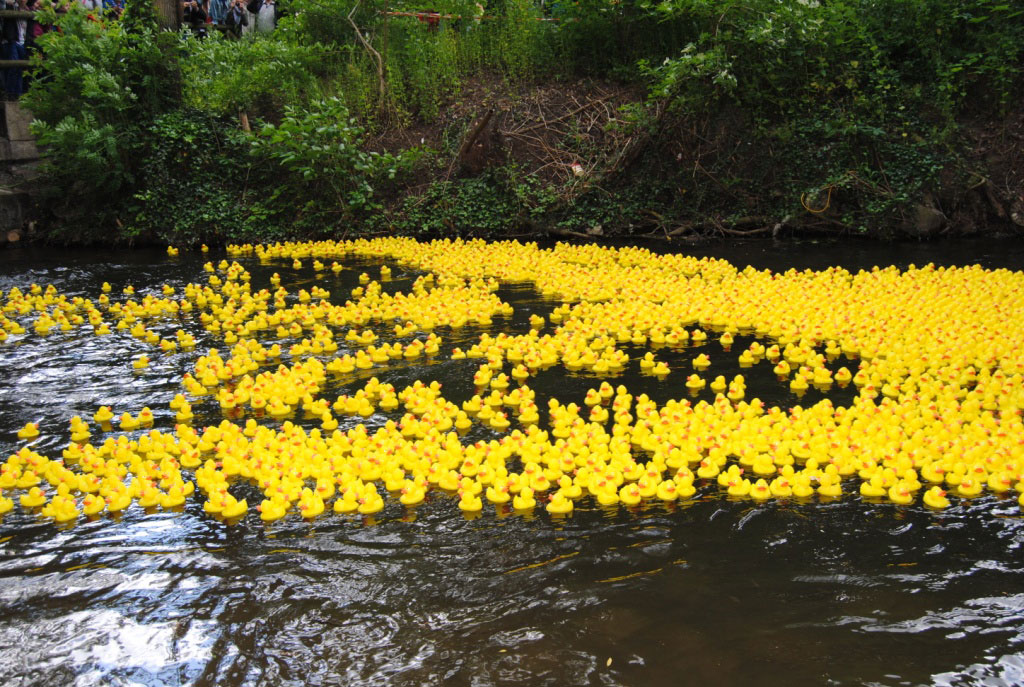 Das Bild zeigt ein Gewässer auf dem zahlreiche gelbe Spielzeugenten schwimmen.